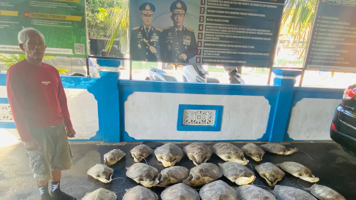 Petugas Ditpolairud Polda Bali memperlihatkan 21 ekor penyu hijau hidup yang berhasil diselamatkan dari perdagangan ilegal di Pantai Pegametan, Gerokgak, Buleleng, Jumat (19/6/2026) kemarin. (Foto Humas Polda Bali) 