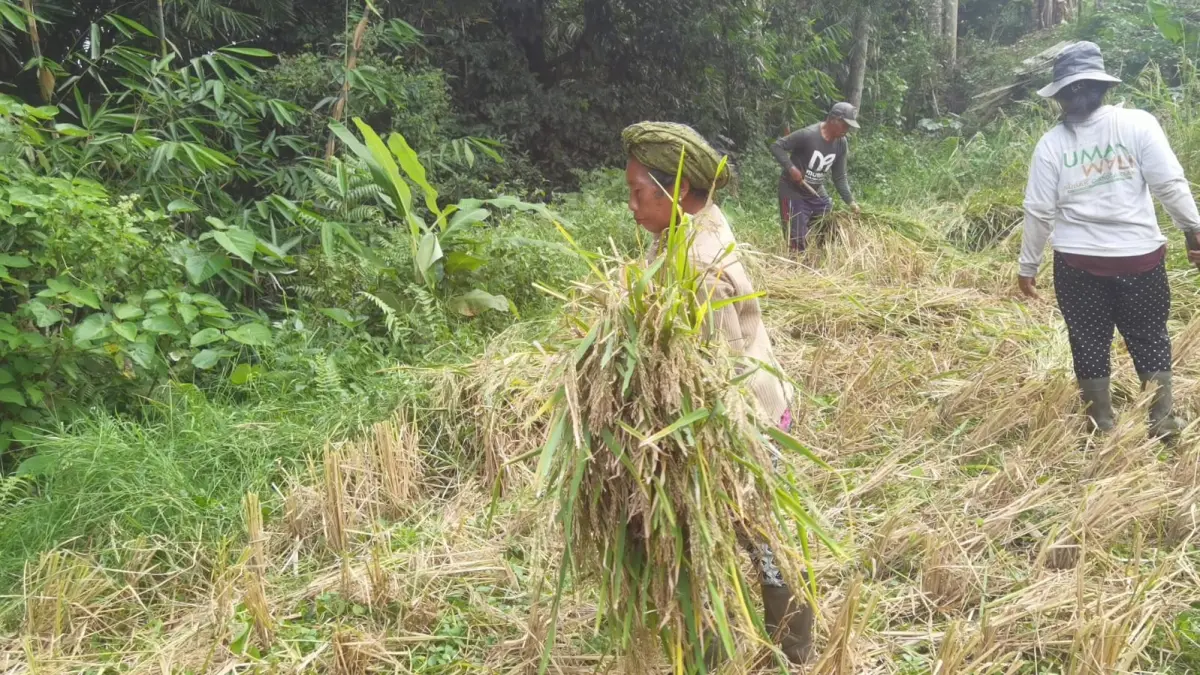 Suasana panen padi beras hitam yang dilakukan petani di Subak Ganggangan, Banjar Dinas Pagi, Desa Senganan, Kecamatan Penebel, Tabanan. (Juliadi) 
