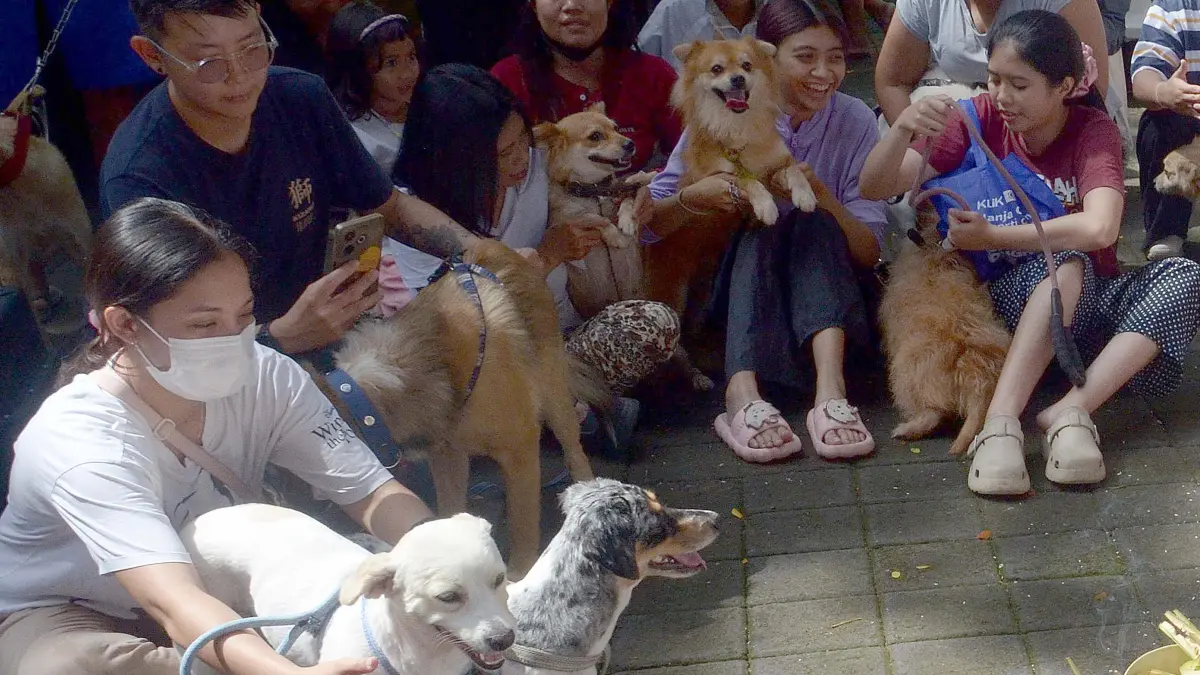 Petugas melakukan vaksinasi terhadap anjing peliharaan maupun anjing liar di wilayah Kota Denpasar. (Foto Adrian Suwanto) 