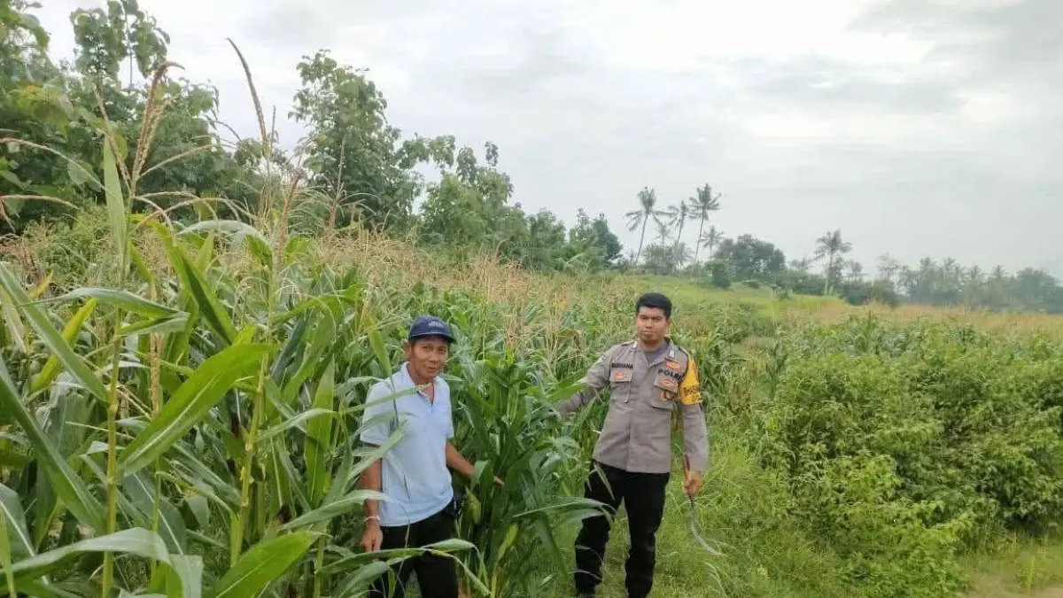 Suasana lahan pertanian di Desa Beraban, Selemadeg Timur, Tabanan yang mulai ditanami jagung guna menyiasati keterbatasan air saat musim kemarau.(Foto Juliadi)&nbsp;

&nbsp;