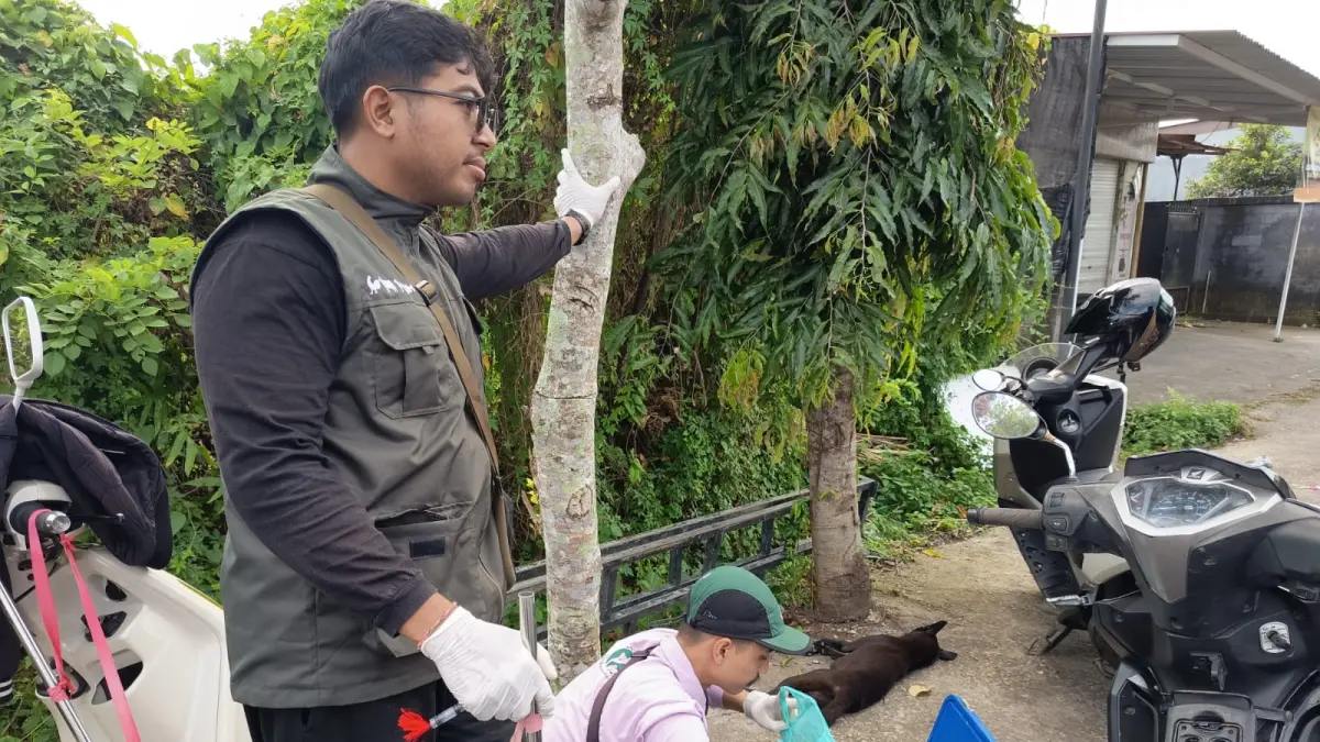 Petugas melakukan vaksinasi rabies darurat serta eliminasi selektif terhadap sejumlah anjing setelah seekor anjing yang terbukti positif rabies menggigit tiga orang, yakni dua warga Bangli dan seorang warga negara Tiongkok, Rabu (15/7).