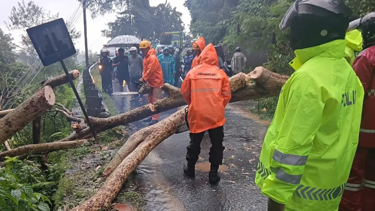 Petugas BPBD Karangasem saat melakukan penanganan pohon tumbang akibat hujan deras, Minggu (19/7) siang. (Istimewa) 