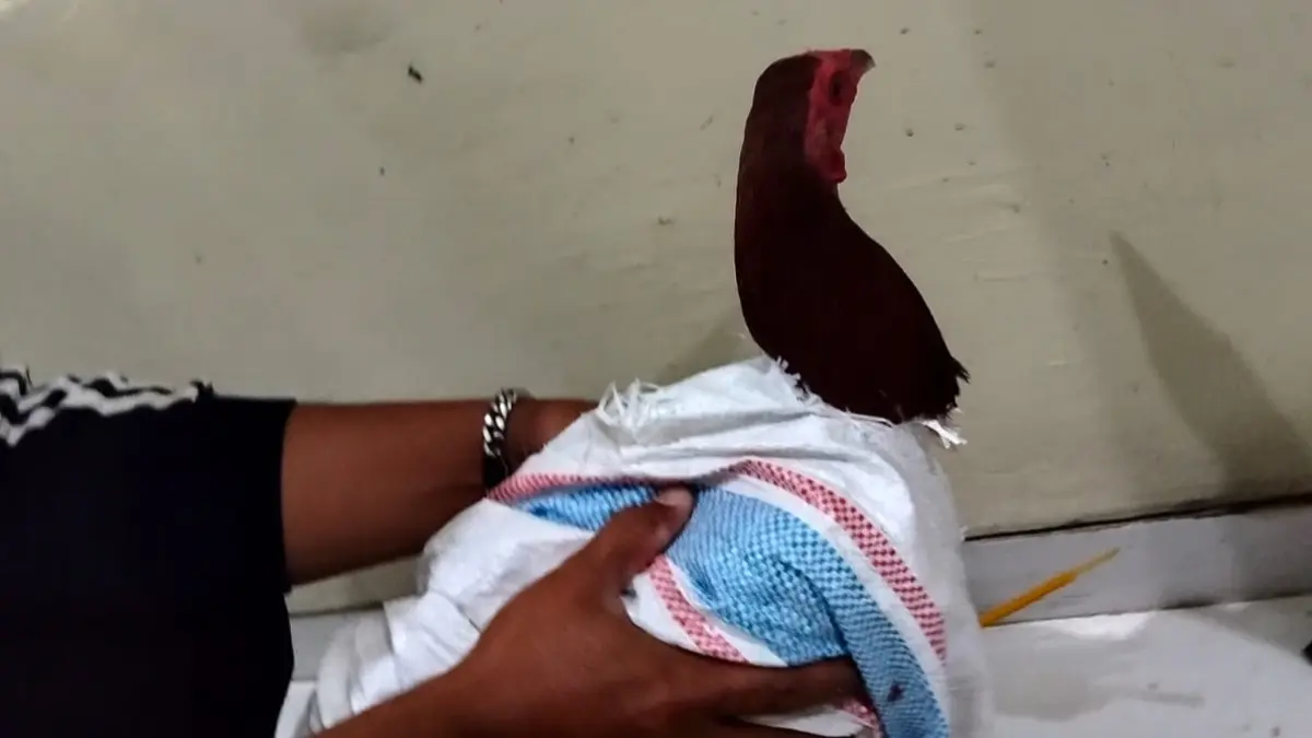 Ayam hasil curian, serta barang bawaan yang diamankan petugas.(Istimewa)