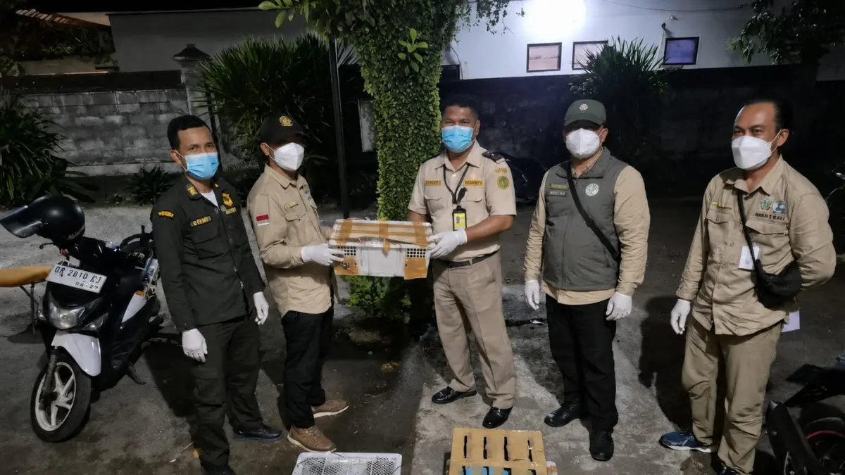 Ratusan burung tersebut diduga hendak diselundupkan dari Nusa Tenggara Barat (NTB) ke Bali pada Rabu (5/8) lalu. (Istimewa)