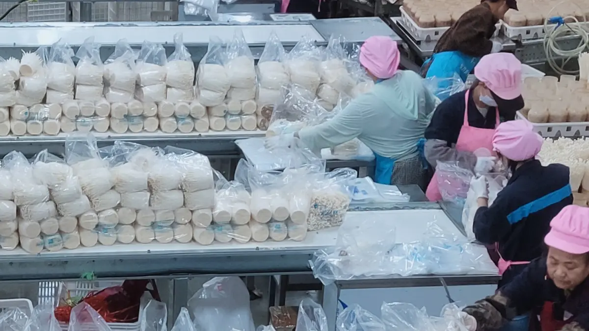 Proses budidaya jamur di Guangxi Hualv Biotechnology Co., Ltd. Perusahaan ini menghasilkan jamur kualitas ekspor yang dikirim ke negara-negara ASEAN, termasuk Indonesia.(Foto Eka Prasetya)