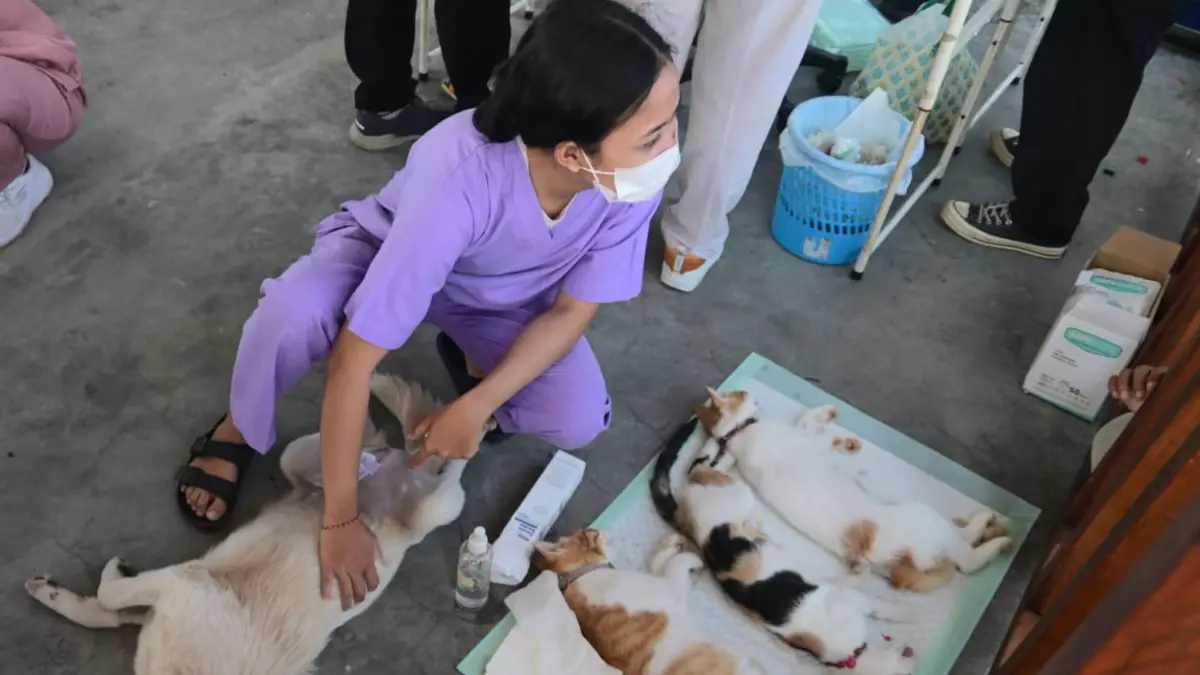 Dinas Pertanian Kota Denpasar melalui UPTD Puskeswan memberikan layanan vaksinasi rabies dan sterilisasi anjing secara gratis di Pantai Biaung, Kesiman, Denpasar, Sabtu (15/8) kemarin. (Foto Adrian Suwanto)