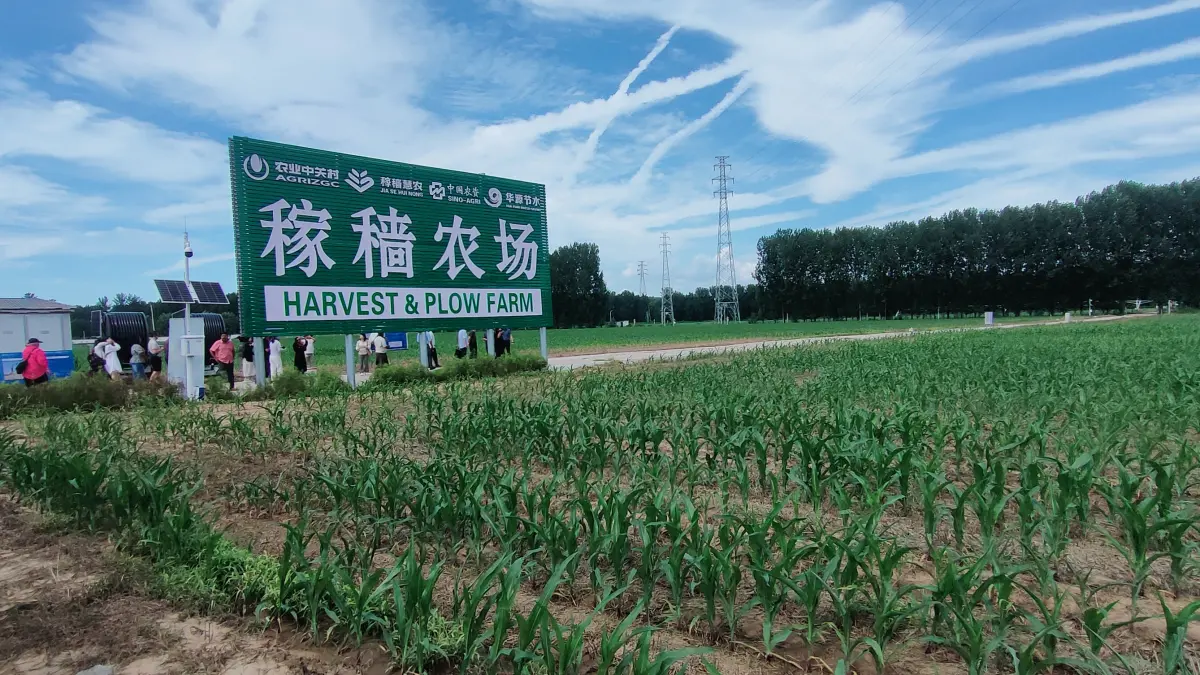 Suasana di Jiase Farm yang menjadi lahan pertanian jagung. Lahan tersebut dikelola menjadi lahan pertanian pintar atau smart farming.(Foto Eka Prasetya)