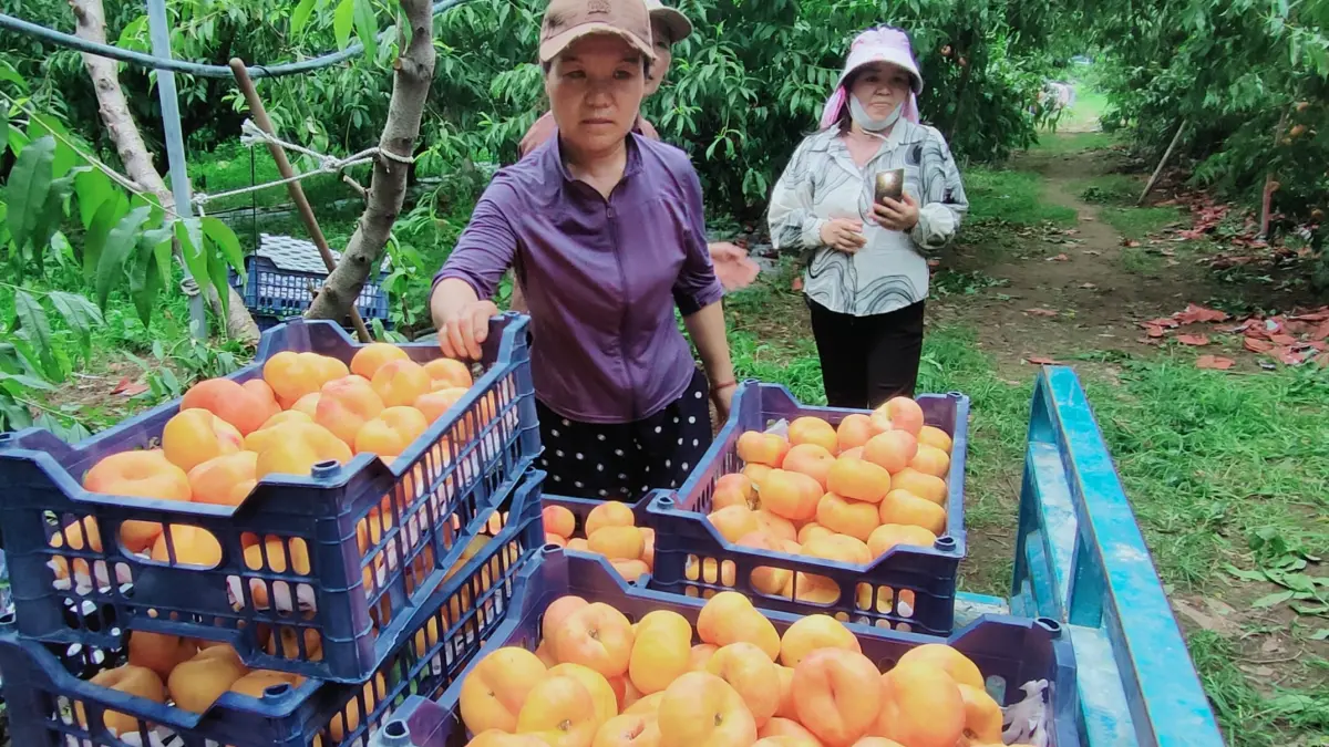 Para jurnalis peserta program CIPCC memetik buah persik dari perkebunan persik di Distrik Pinggu, Beijing.(Foto Eka Prasetya)