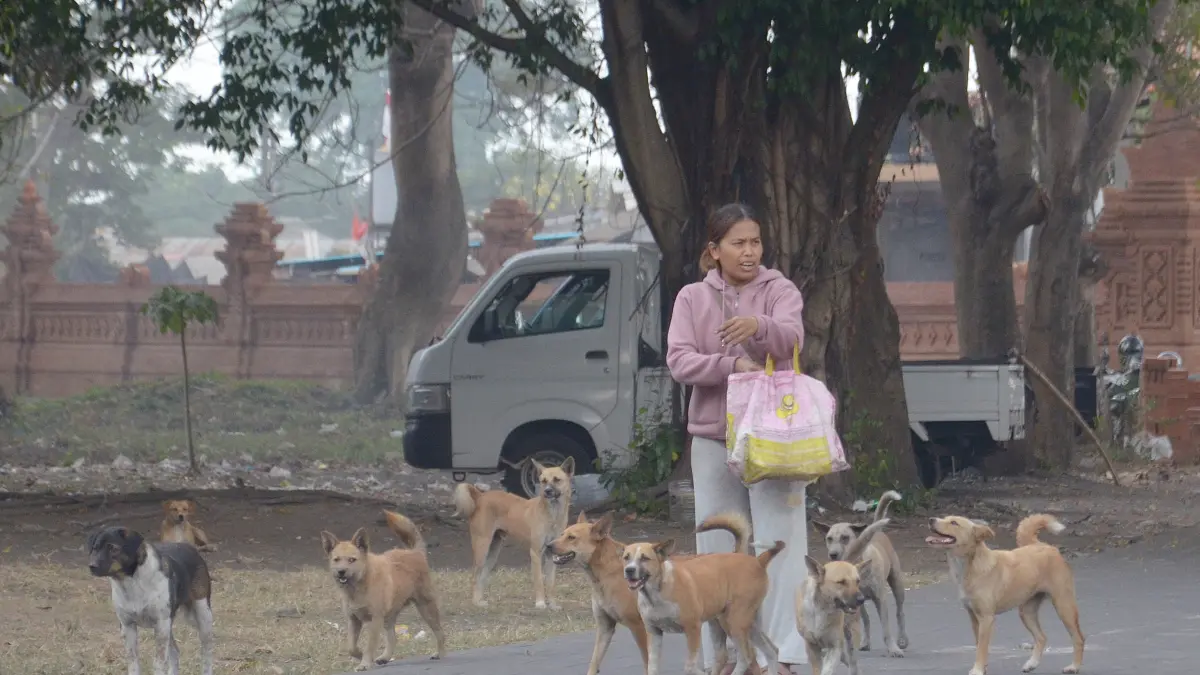 Ketut Suliani bersama rekannya rutin memberi makan anjing liar dua kali sehari. Dalam sehari, ia menghabiskan sekitar 5 kg beras, 3 kg dog food, dan 2 kg daging ayam. Biaya pakan per bulan mencapai sekitar Rp4,5 juta, sebagian besar dibiayai dana pribadi.&nbsp;(Foto Adrian Suwanto)

&nbsp;