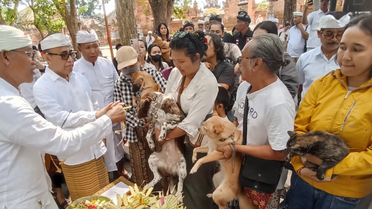 Upacara Tumpek Uye untuk hewan peliharaan, sekaligus digelar vaksinasi rabies dan sterilisasi anjing di kawasan Lapangan Puputan, depan Pura Agung Jagatnatha, Denpasar. (Foto Adrian Suwanto)