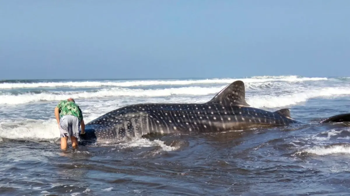 Hiu paus saat terdampar di Pantai Pengeragoan Jembrana.(Istimewa)