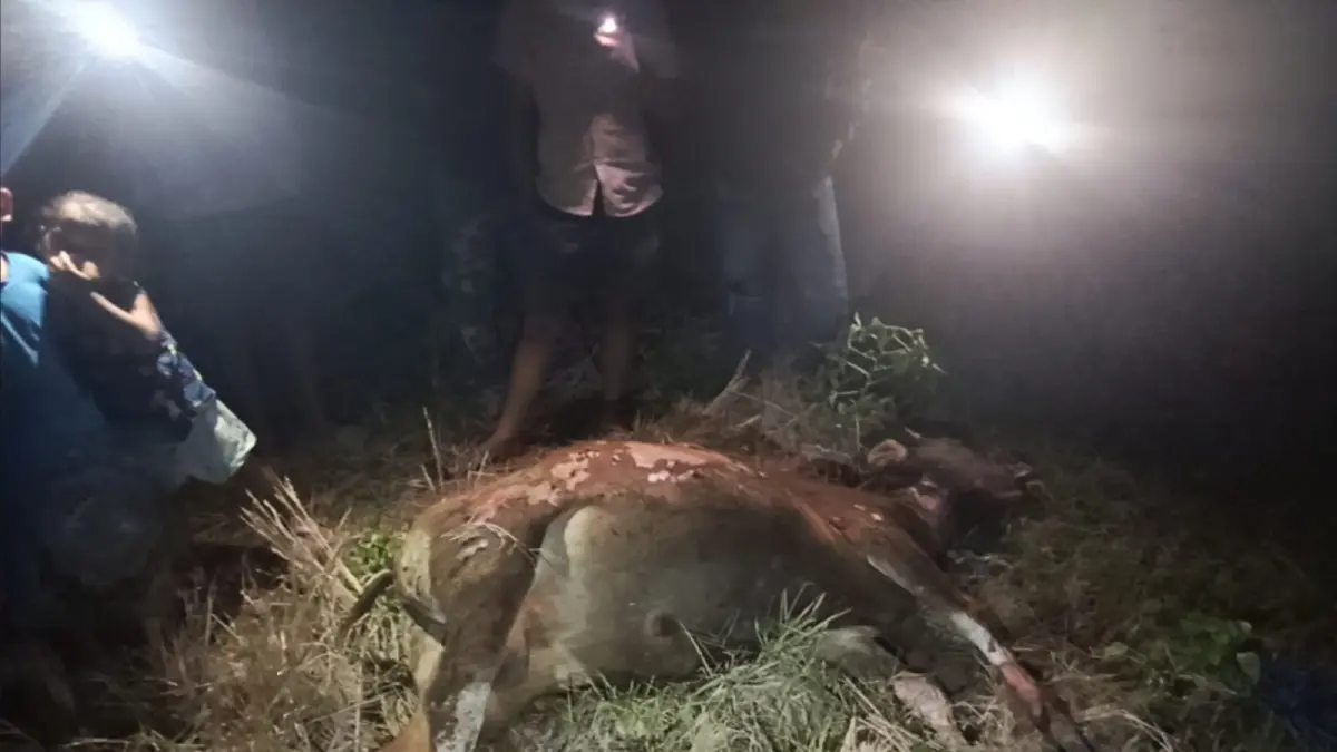 Dua ekor sapi ikut terbakar dalam kebakaran kandang di Buleleng. (IST)