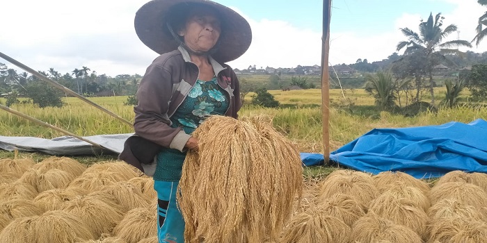 Petani di Subak Jatiluwih, Desa Jatiluwih, Penebel, Tabanan saat menjemur padi beras merah.