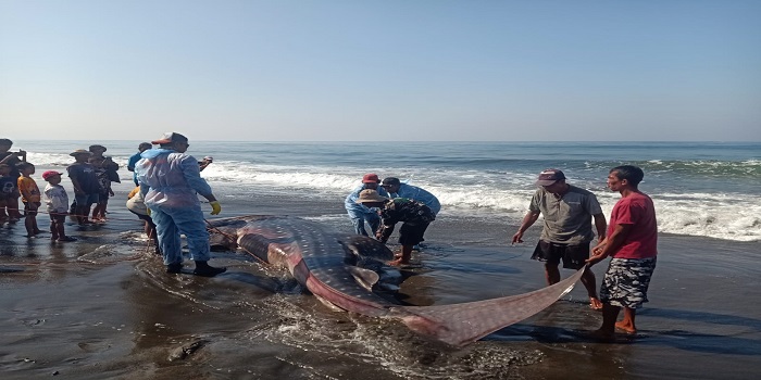 Pemeriksaan bangkai hiu paus yang mati terdampar di pantai Desa Airkuning, Kecamatan Jembrana.
