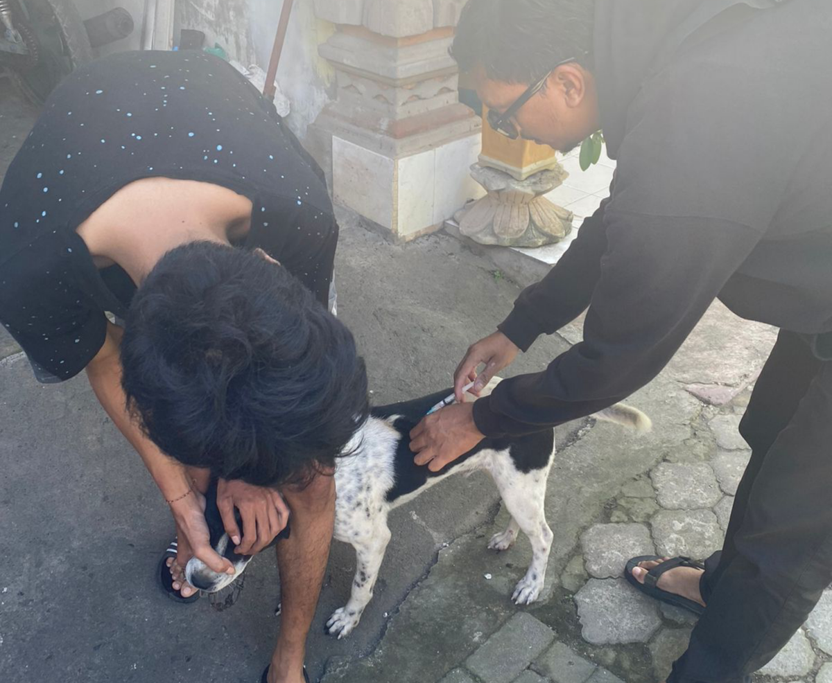 CEGAH RABIES: Petugas sedang melakukan vaksinasi pada anjing piaraan di Kelurahan Penatih Denpasar, 17 Juni 2023