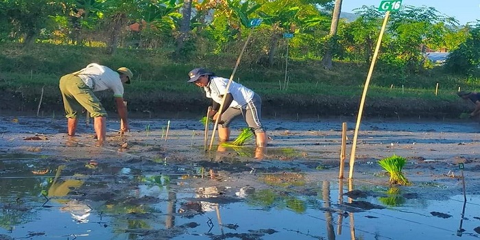 Proses penanaman padi merah munduk di Subak Babakan Sambangan.