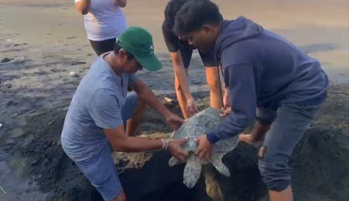 TAK TERSELAMATKAN : Sempat dirawat, akhirnya mati. Tampak penyu hijau saat akan dikubur di pantai Desa Perancak.
