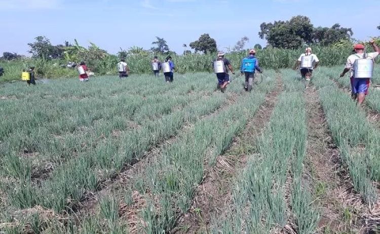 STOP IMPOR: Sentra pertanian bawang putih di Desa Munduk Kecamatan banjar Buleleng. Gubernur Koster bertekad menanam 1000 hektare.