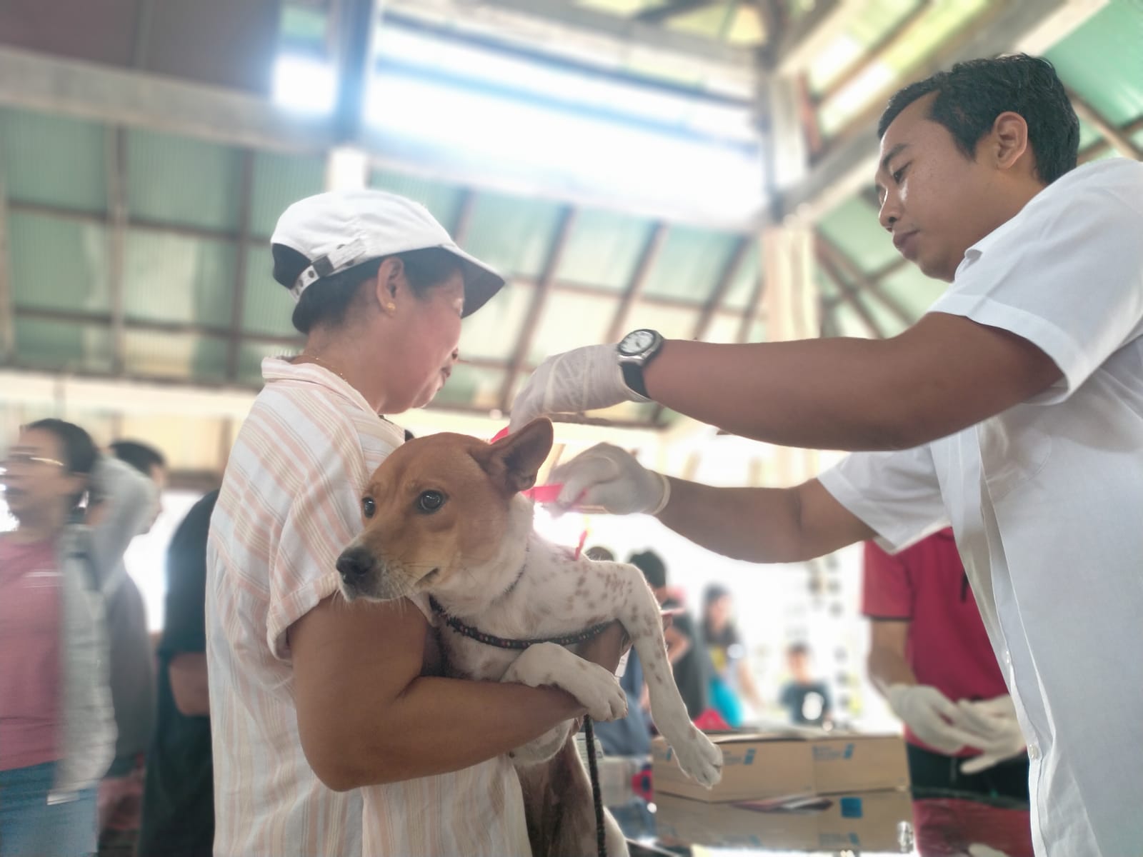 PENCEGAHAN: Suasana vaksinasi anjing dan kucing di Gedung Serbaguna Desa Kukuh Marga, Tabanan yang berdekatan dengan DTW Alas Kedaton.