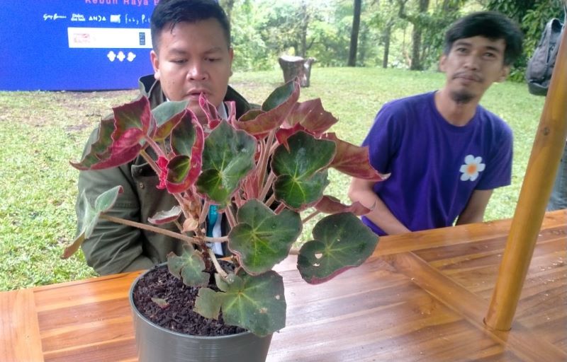 PERKENALKAN TANAMAN LEWAT MUSIK : General Manager Operasional Kebun Raya Bali Tito Triputra yang memperkenalkan tanaman begonia melalui konser Musik Sunset di Kebun.