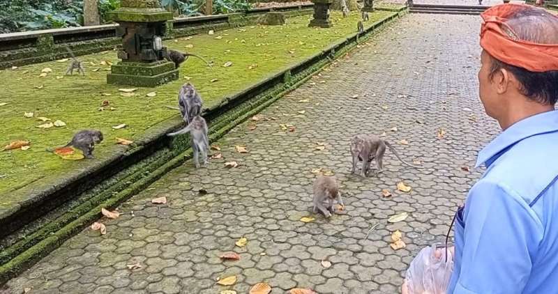 MASIH AMAN : Monyet di objek wisata Sangeh dipastikan tidak ada yang terjangkit rabies.