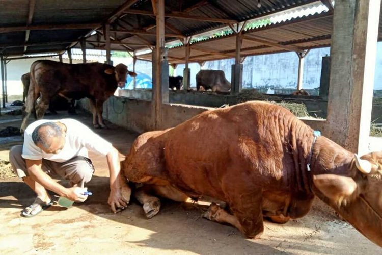 Catat! Sapi Terpapar Rabies Jangan Dikonsumsi, Lebih Baik Dikubur dan ...