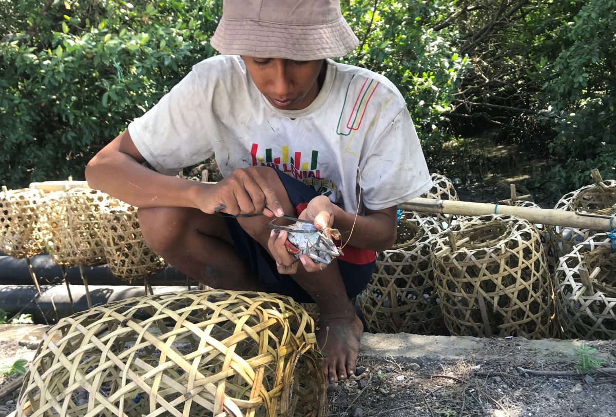 ISI WAKTU: Made Ari Setiawan, 23, mengikat kepiting bakau yang ditangkap dari bubu yang dipasangnya di sekitaran hutan bakau Benoa, Denpasar, 23 Juli 2023.