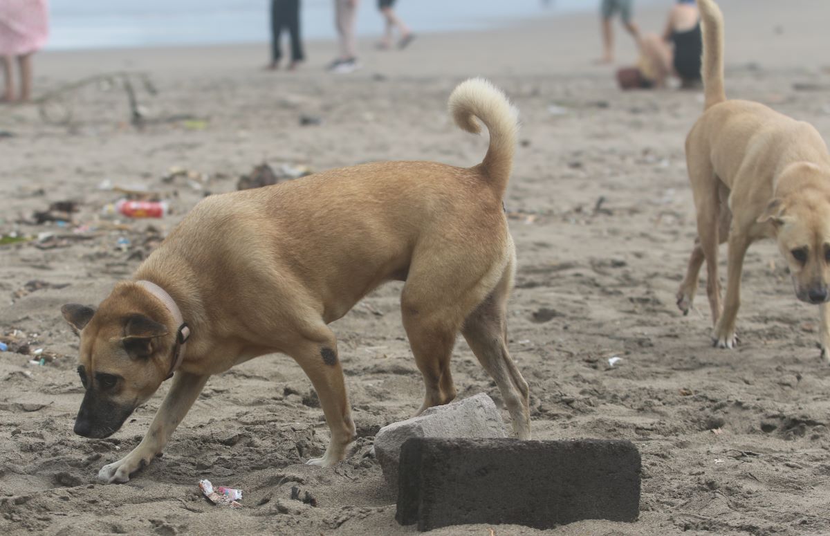 PERLU DITAMPUNG: anjing lokal berkeliaran di pantai Petitenget beberapa waktu lalu (20/7/2023)