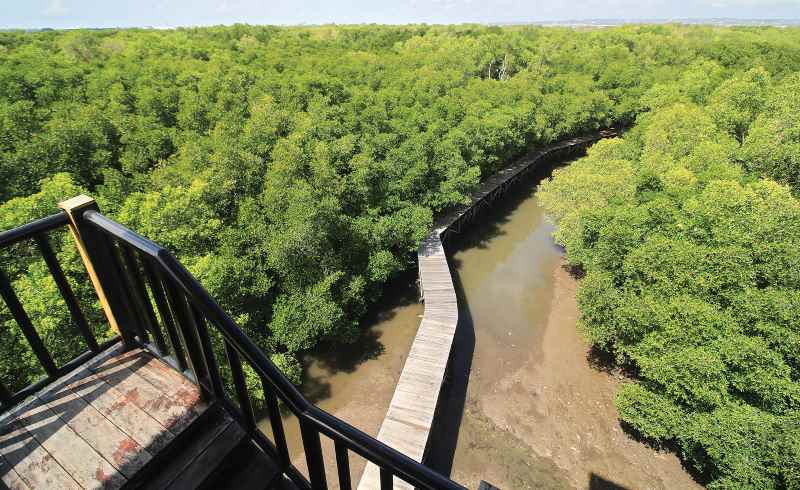 DALAM ANCAMAN : Kondisi hutan mangrove Bali yang selalu jadi incaran investor.