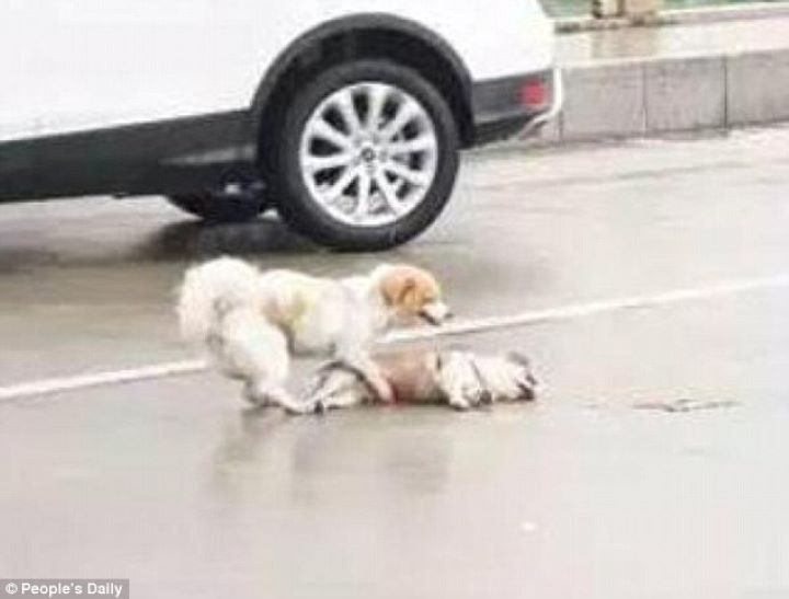 DITABRAK: Ilustrasi anjing mati dilindas mobil di jalan dilaporkan polisi oleh pemiliknya.