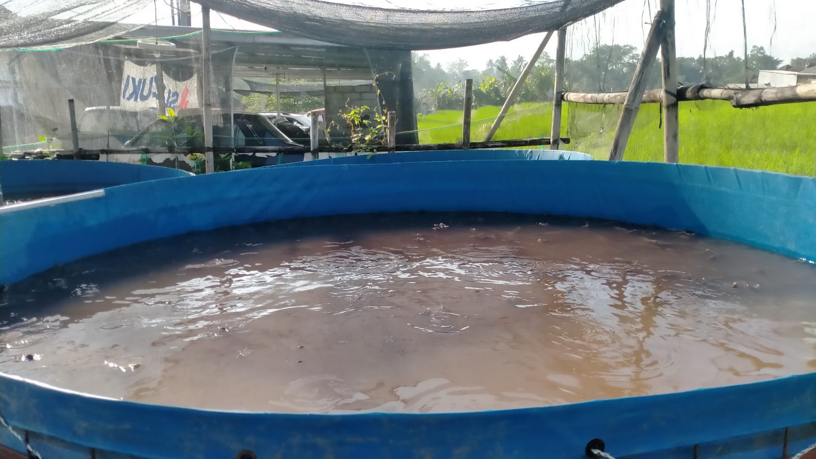 PRODUKTIF: Kolam lele dengan bahan terpal yang dimiliki Suarjaya di Perumahan Griya Multi Jadi Tabanan.