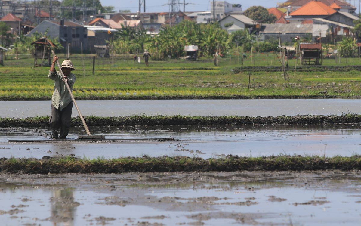 ALAT TRADISIONAL: Petani menyelesaikan pekerjaaan meratakan tanah, saat  akan menanam padi