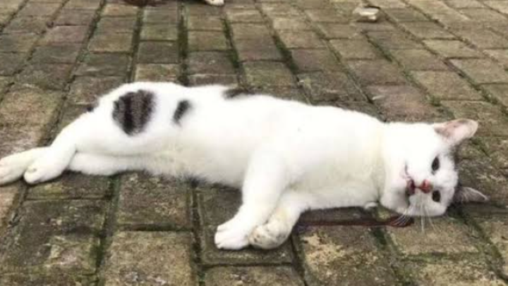 MATI DITEMBAK: Ilustrasi Kucing mati yang diduga ditembak menggunakan senapan angin, pemiliknya lalu lapor polisi.