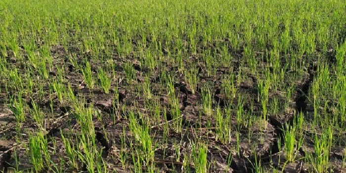 Lahan sawah di Banjar Pangkung Buluh, Desa Kaliakah, Kecamatan Negara mulai alami kekeringan.