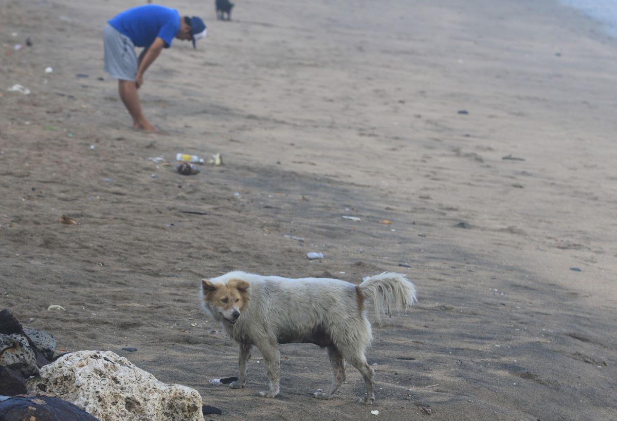 ANCAMAN RABIES: Masih banyak anjing liar berkeliaran di pantai Kuta Jumat (18/8/2023).