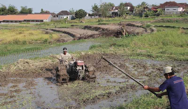 MASIH DARI AMAN PENGARUH CUACA : Aktivitas petani di persawahan Peguyangan, Denpasar Utara. (adrian suwanto/radar bali)