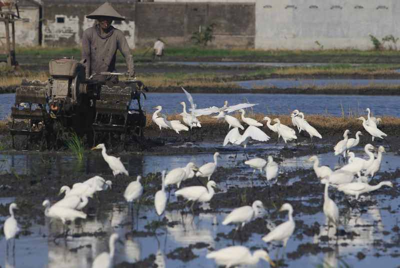 SAATNYA MAKAN CACING : Burung-burung bangau ini dengan bersuka cita berebut cacing dari sawah di Pedungan, Denpasar Selatan.(miftahuddin m.halim/radar bali)