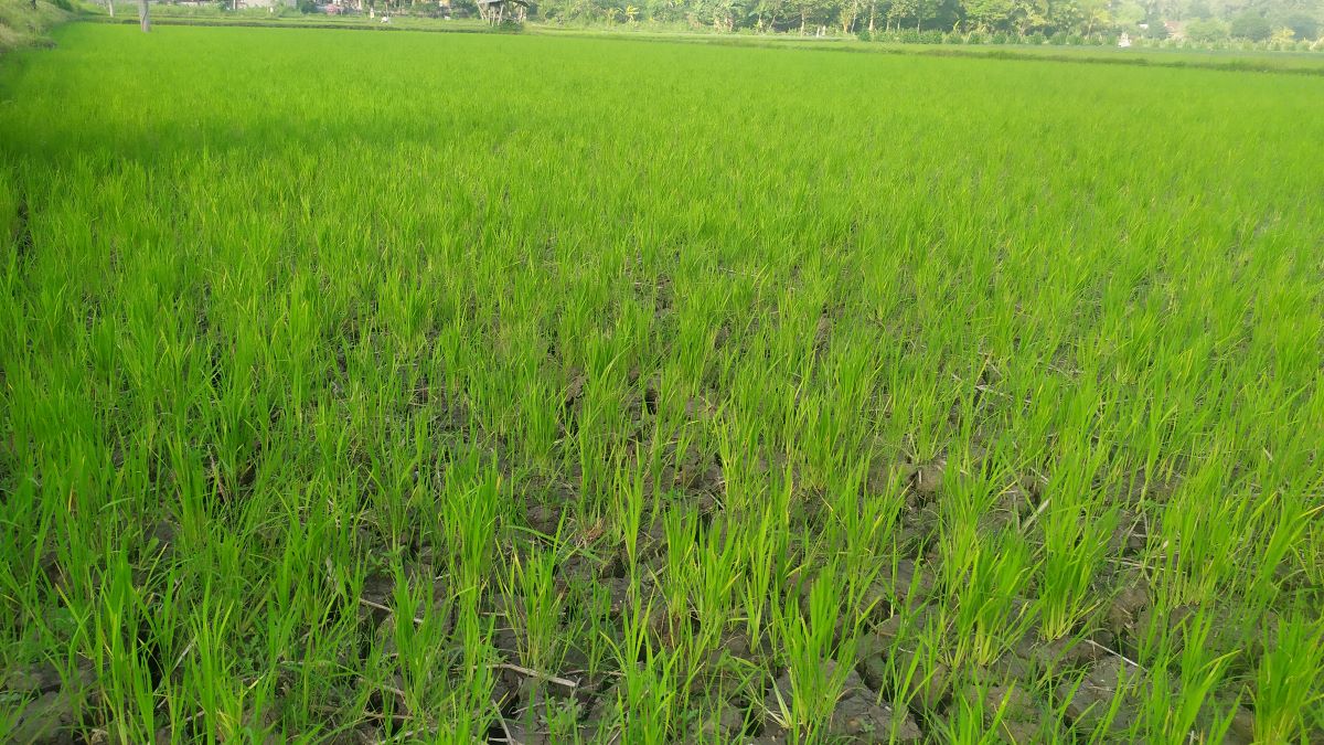 DAMPAK KEKERINGAN: Lahan padi seluas 10 hektar di Jembrana terkena puso lantaran el nino.