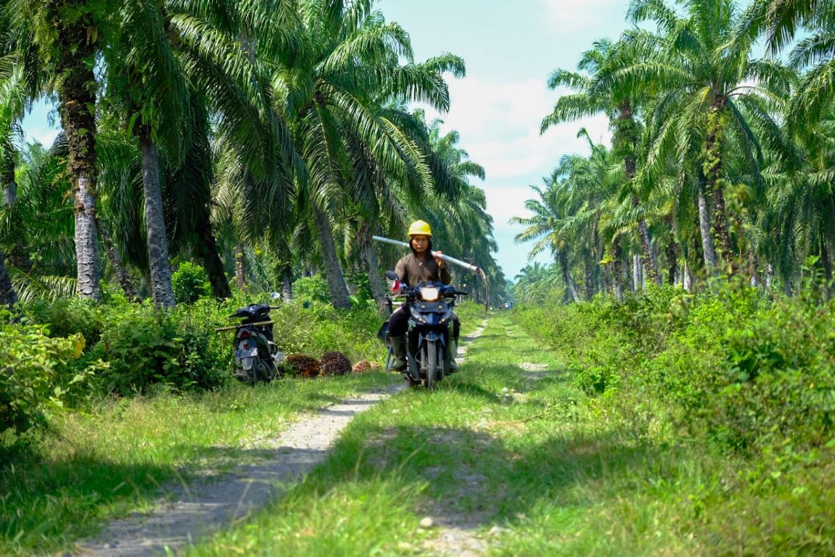 Perkebunan Kelapa Sawit di Kabupaten Agam, Sumatera Barat. Pemerintah berencana menerapkan kebijakan biodiesel B50 mulai 1 Juli 2026 yang diprediksi meningkatkan harga sawit dunia. 
