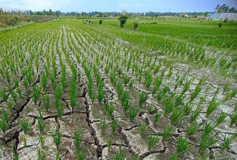 TERDAMPAK : Kondisi persawahan di Mengwi, Badung, yang tampak mengering. (dok.radar bali)