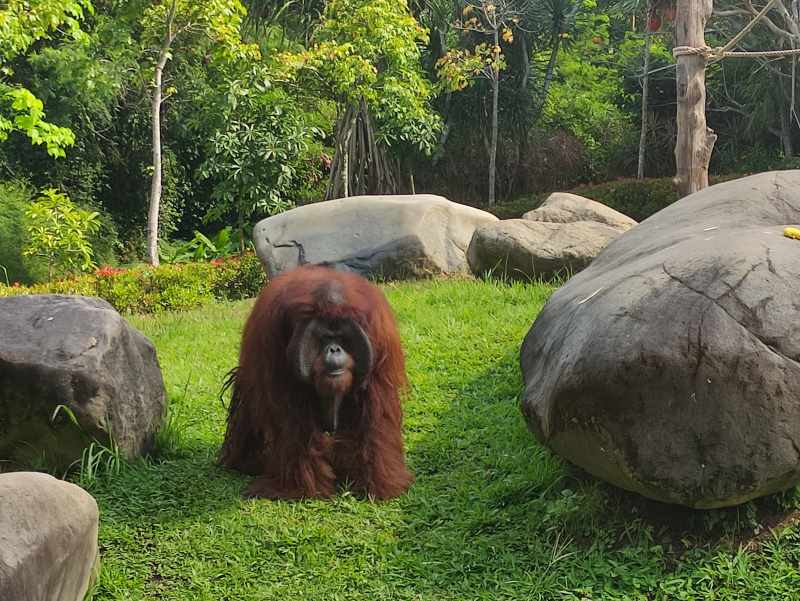 NYARIS SETENGAH ABAD : Jacky, orang utan tertua di Bali Zoo merayakan ulang tahun ke- 46. (Marsellus Pampur)