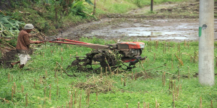 Petani tengah membajak lahan sawah garapannya. Kenaikan tarif pajak bumi dan bangunan membuat petani menjerit.