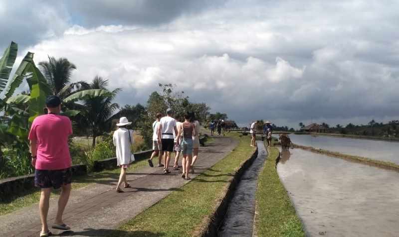 BEDA-BEDA NASIBNYA : Suasana di Kawasan wisata Jatiluwih, Tabanan. Ada puluhan desa wisata yang mati suri. (foto:dok.radar bali)