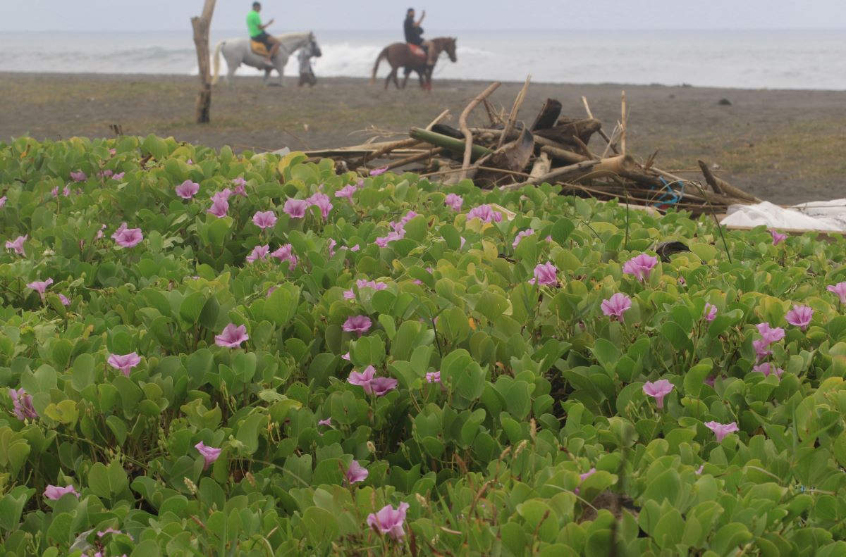 INDAH: Tanaman penahan abrasi (katang-katang) berbunga di pantai Biaung Denpasar terlihat indah menebar pesona.