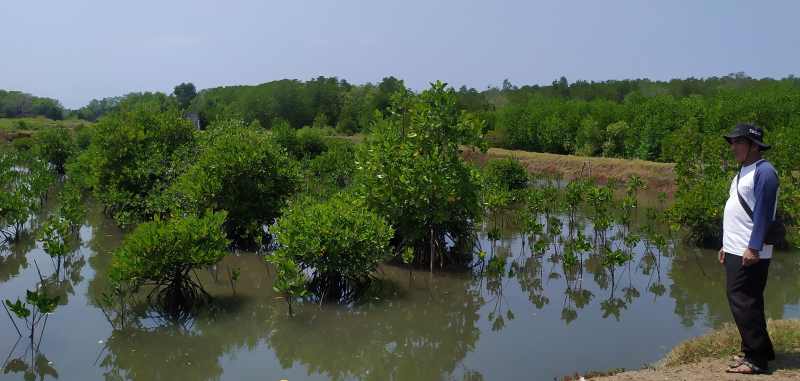 PENJAGA ABRASI : Hutan Mangrove yang dikelola KTH Wana Merta Desa Budeng, salah satu penerima CSR PT. Pertamina. Ribuan bibit pohon yang ditanam menambah luas hutan mangrove.(m.basir/radar bali)