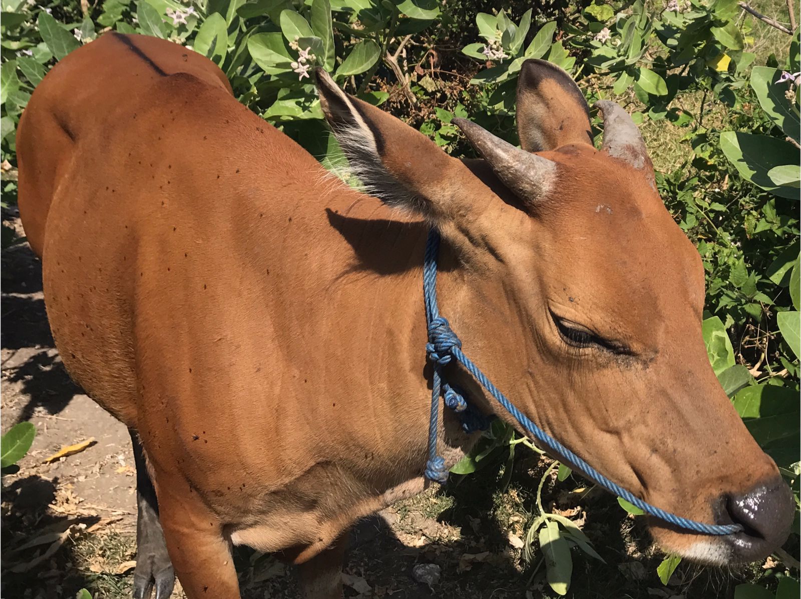 RAWAN PENCURIAN: Sapi ternak milik warga yang digembalakan di kawasan Pemecutan Kaja. Pencurian sapi termasuk di perkotaan mulai meresahkan.