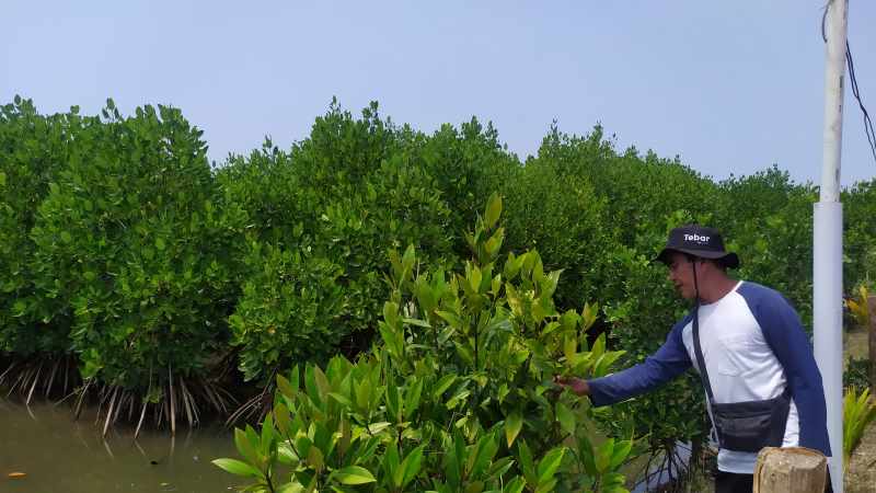 MULTI MANFAAT : Tanaman mangrove di Desa Budeng, Jembrana, ini bukan sekadar jadi pelindung daratan tapi juga mendukung habitat ikan dan bermanfaat bagi warga. (m.basir/radar bali)