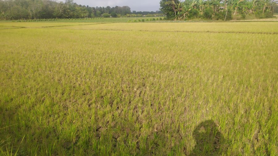 TERANCAM GAGAL PANEN: Akibat kekeringan sejumlah lahan padi di Jembrana dikhawatirkan puso.