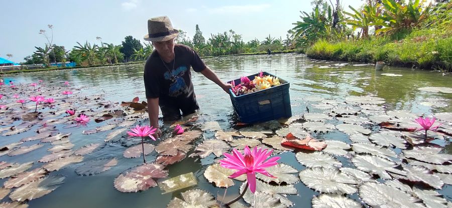 OMZET JUTAAN: Lahan pertanian teratai di Desa Patemon, Kecamatan Seririt Buleleng