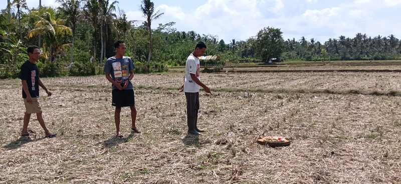 DI SINI SAPI RAIB : Lokasi sapi hilang dicuri di tengah sawah Banjar Pangkung Buluh, Desa Kaliakah, Kecamatan Negara. (M.Basir/Radar Bali)